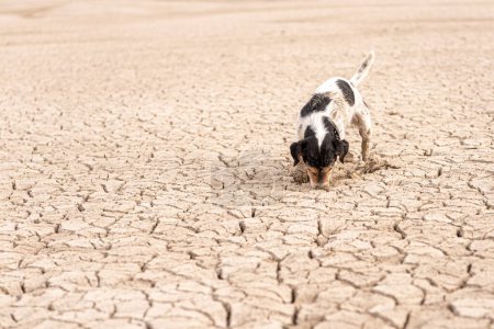 Photo for Little Jack Russell Terrier dog is digging on sandy cracked ground. - Royalty Free Image