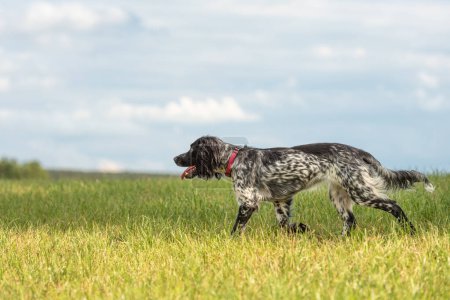 Young proud english springer spaniel hunting dog on a meadow