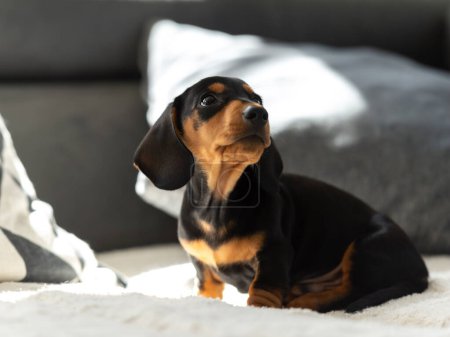 Téléchargez les photos : Mignon petit chien saucisse 10 semaines sur le canapé gris intérieur - en image libre de droit