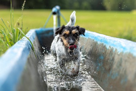 cute little jack russell terrier dog is on a hot summer day in a kneipp treading pool in nature