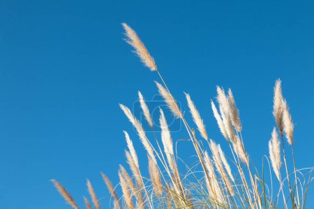 Foto de Cola de zorro, Cortaderia selloana, en un plano de ángulo bajo con un fondo de cielo azul intenso y claro con luz del atardecer. - Imagen libre de derechos