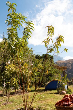 Foto de Una tienda de iglú azul en el jardín con vistas a las montañas de los Andes. Ollantaytambo, Perú. - Imagen libre de derechos