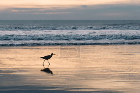Long-billed Curlew on the beach during sunset
