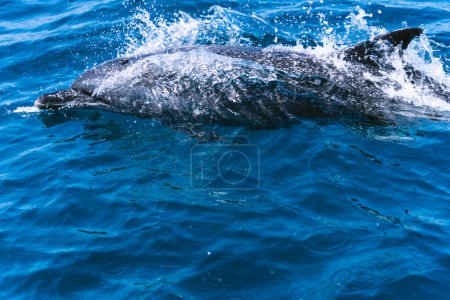 Foto de Foto con espacio de copia de un delfín nadando en la superficie del mar - Imagen libre de derechos