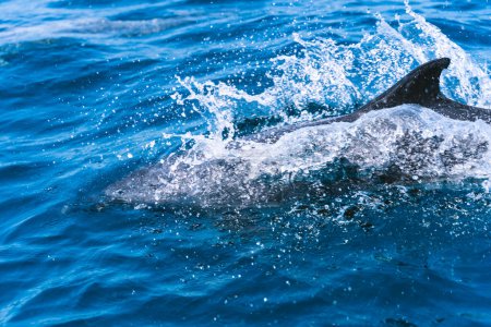 Foto de Foto con espacio de copia de una aleta de delfín que sobresale del agua del mar - Imagen libre de derechos
