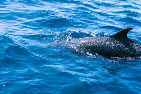 Photo for Dolphin fin sticking out of the water in the middle of the ocean - Royalty Free Image