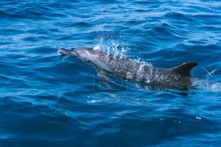 Foto de Foto con espacio de copia de un delfín nadando en medio del océano - Imagen libre de derechos