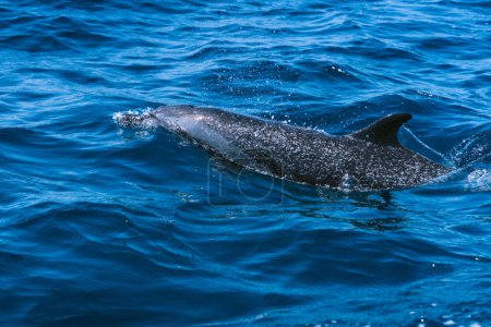 Téléchargez les photos : Photo vivante d'un dauphin nageant au milieu de l'océan - en image libre de droit