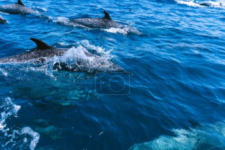 Foto de Foto con espacio de copia de un grupo de delfines nadando en medio del mar - Imagen libre de derechos