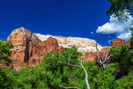 Photo for Zion National park,Utah,usa. 05/13/2023 : zion narrow in Zion National park,Utah,usa. - Royalty Free Image