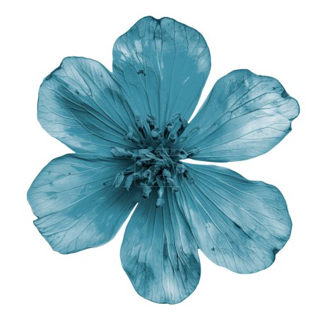 Téléchargez les photos : Bleu clair séché Zexmenia fleur gros plan sur blanc - en image libre de droit
