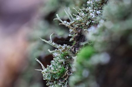 Cladonia fimbriata auf einem Baumstumpf im Wald