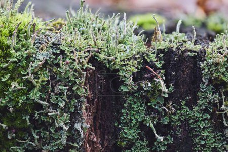 Cladonia fimbriata auf einem Baumstumpf im Wald
