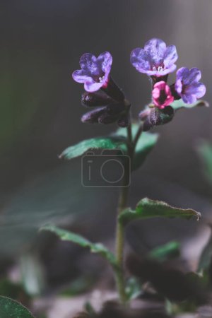 Pulmonaria obscura in the spring forest.