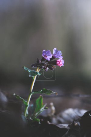 Pulmonaria obscura in the spring forest.
