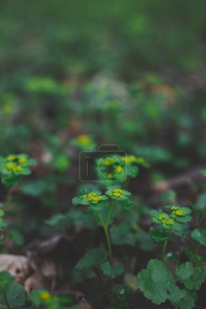 Chrysosplenium alternifolium blüht in freier Wildbahn
