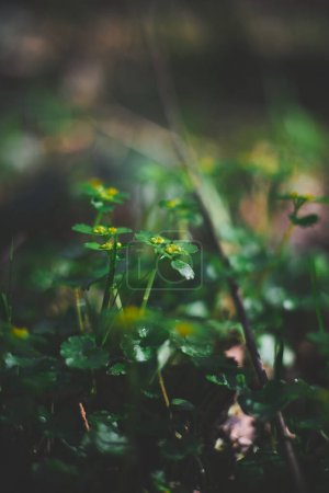 Photo for Chrysosplenium alternifolium blooms in the wild - Royalty Free Image