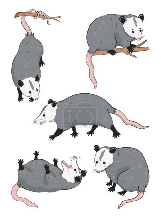 Ensemble d'opossums mignons isolés sur fond blanc. Image vectorielle.