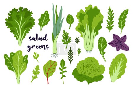 Set of various salad greens isolate on a white background. Vector image.