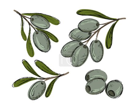Green olive tree branch leaves fruits set, sketch olives botanical illustration isolated on white background. Vector illustration