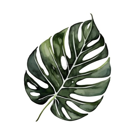 Watercolor green monstera leaf vector isolated on white background . Vector illustration