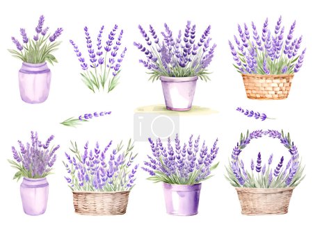 Set Aquarell Lavendelstrauß in Eimer, Korb. Vektorillustration