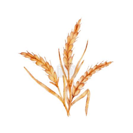 Watercolor ripe wheat isolated on white background, cut out from background. Vector hand made not AI. Vector illustration