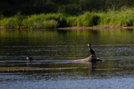 Téléchargez les photos : Cormorant assis sur une bûche sur la rivière Narew en Pologne - en image libre de droit