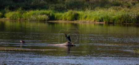 Téléchargez les photos : Cormorant assis sur une bûche sur la rivière Narew en Pologne - en image libre de droit