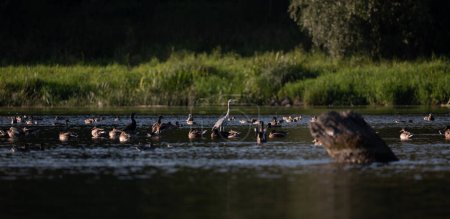 Téléchargez les photos : Héron et canards sur la rivière Narew en Pologne - en image libre de droit