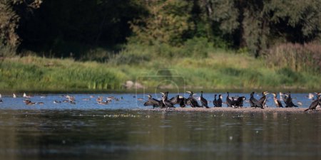 Téléchargez les photos : Cormorans sur la rivière Narew en Pologne - en image libre de droit