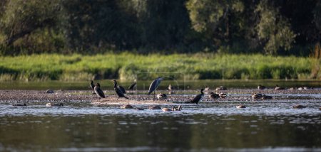 Téléchargez les photos : Héron et cormorans sur la rivière Narew en Pologne - en image libre de droit