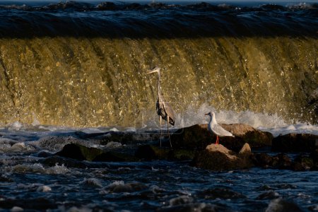 Téléchargez les photos : Héron gris sur fond de cascade sur la rivière Narew en Pologne - en image libre de droit