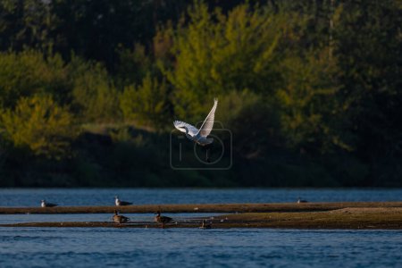 Téléchargez les photos : Un héron en vol au-dessus de la rivière Narew en Pologne - en image libre de droit
