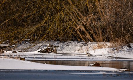 Téléchargez les photos : Paysage hivernal. Eaux inondées de la rivière Narew en Pologne - en image libre de droit