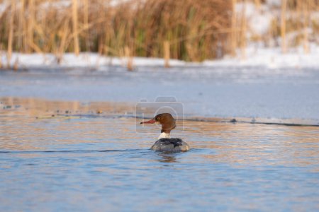 Merganser nadando en el estanque en invierno, Paisaje invernal
