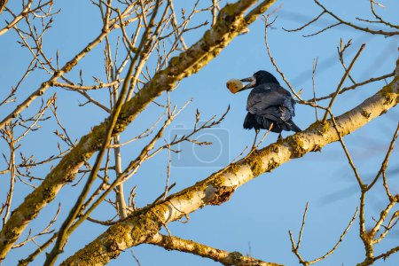 Un corbeau avec une proie dans son bec.