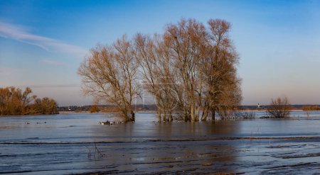 Trees flooded by the river. Narew river in Poland