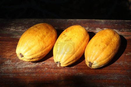 Photo for Three fresh cocoa fruits with cocoa pods on the tabletop - Royalty Free Image