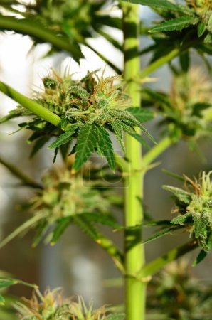 Foto de Inflorescencias jóvenes de cannabis medicinal están floreciendo en el interior. - Imagen libre de derechos