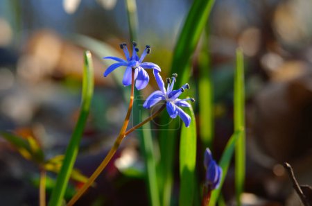Photo for Blue Scilla bifolia blooms in early spring in the forest - Royalty Free Image