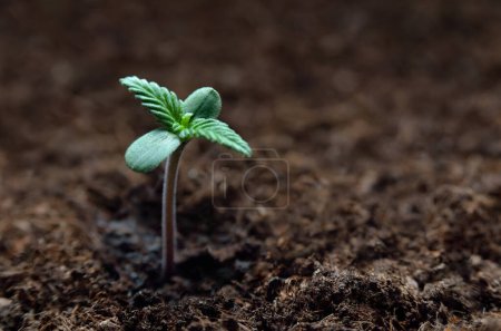 Young cannabis sprouts grow in the soil. Cannabis cultivation