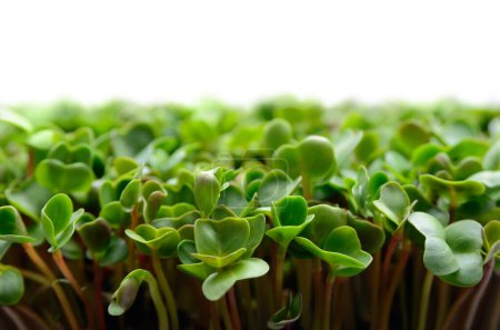 Young leaves of radish microgreens on white background