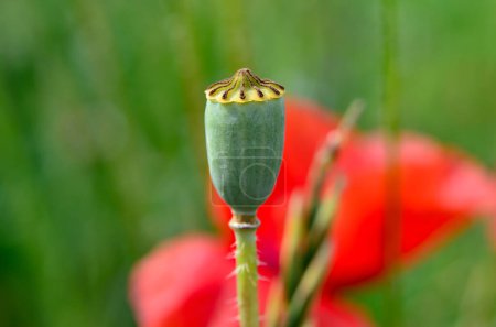 Téléchargez les photos : Floraison, coquelicots rouges parmi l'herbe verte dans un champ - en image libre de droit