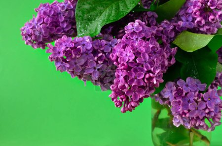 Téléchargez les photos : Branches de jeunes lilas en fleurs sur fond vert - en image libre de droit