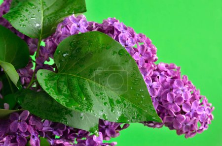 Téléchargez les photos : Branches de jeunes lilas en fleurs sur fond vert - en image libre de droit