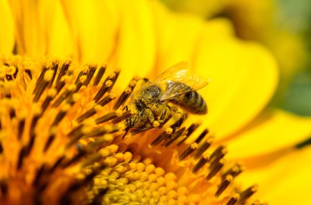 Honeybee collects nectar on the flowers of a sunflower