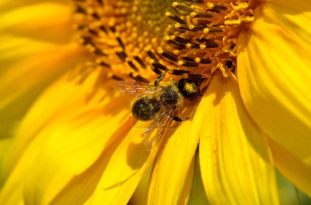 Téléchargez les photos : L'abeille domestique recueille le nectar sur les fleurs d'un tournesol - en image libre de droit
