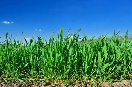 Foto de Tallos verdes de plantas de cereales en un primer plano de campo - Imagen libre de derechos