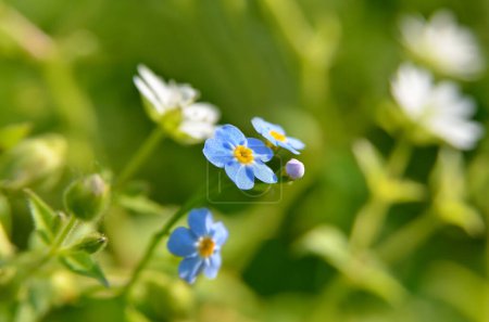 Foto de Brillante olvidarme no flores florecen en el campo - Imagen libre de derechos